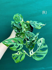 Monstera ‘Adansonii’ Variegated Albo
