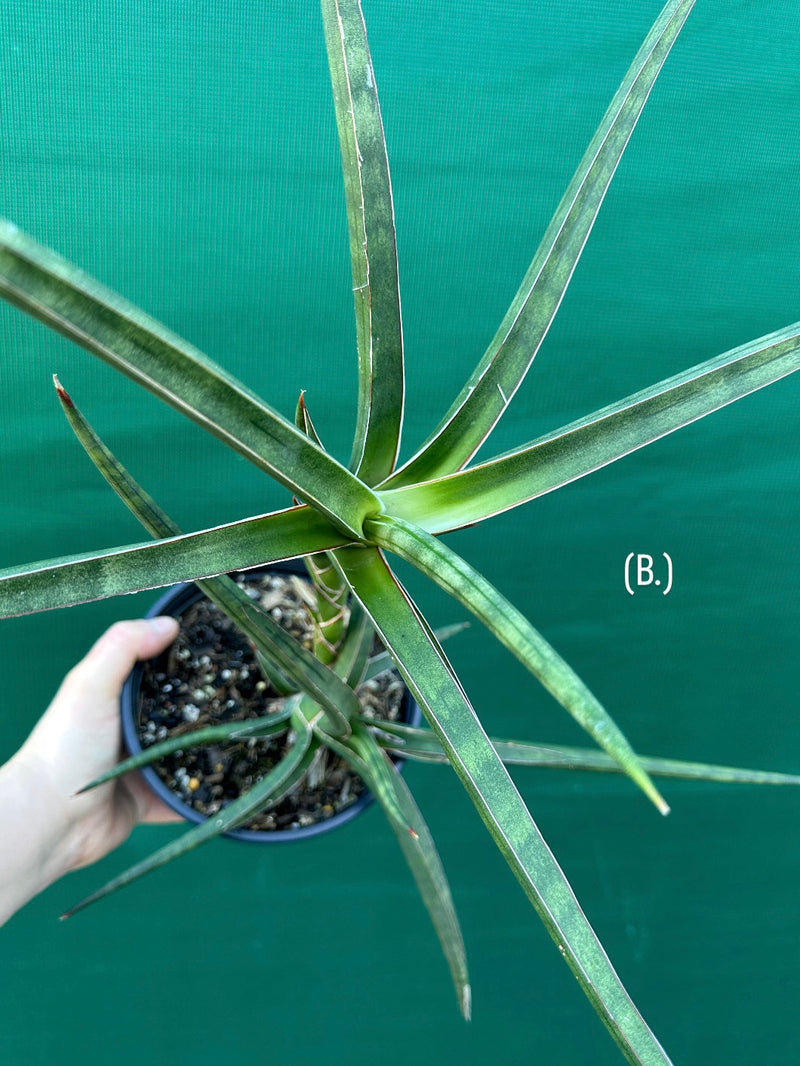 Sansevieria ballyi NEW