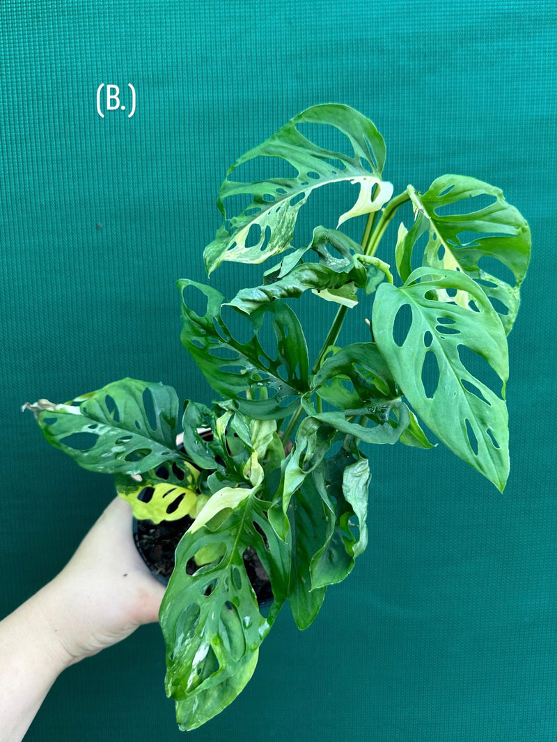 Monstera ‘Adansonii’ Variegated Albo