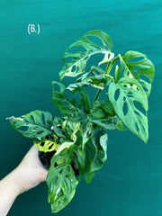 Monstera ‘Adansonii’ Variegated Albo