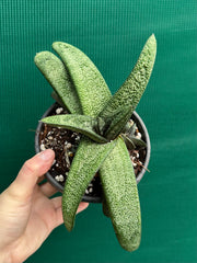Gasteria batesiana NEW