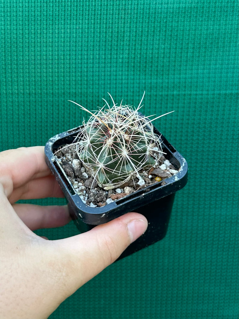 Thelocactus bicolour