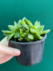 Haworthia Unknown NEW