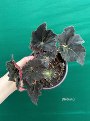 Begonia ‘Cantata’ NEW