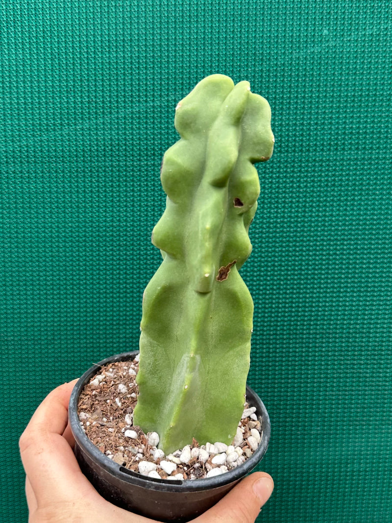 Pachycereus Schottii F. Monstrosus