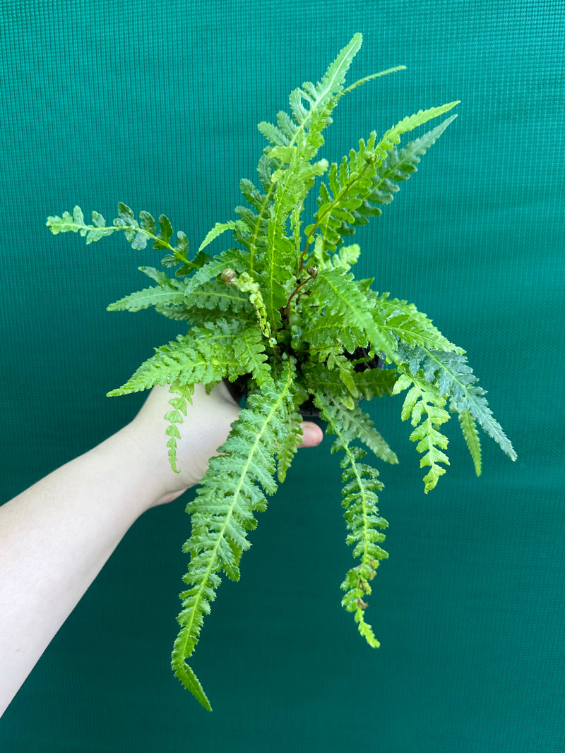 Doodia aspera ‘Prickly Wrasp Fern’ NEW
