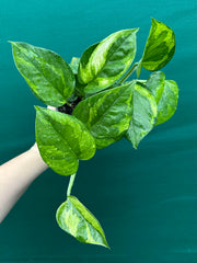 Pothos 'Green Queen’