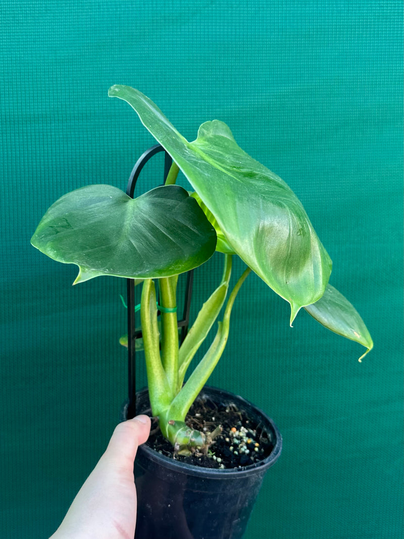 Philodendron grazieiae