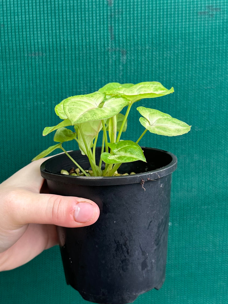 Syngonium 'Golden Allusion'