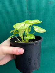 Syngonium 'Golden Allusion'