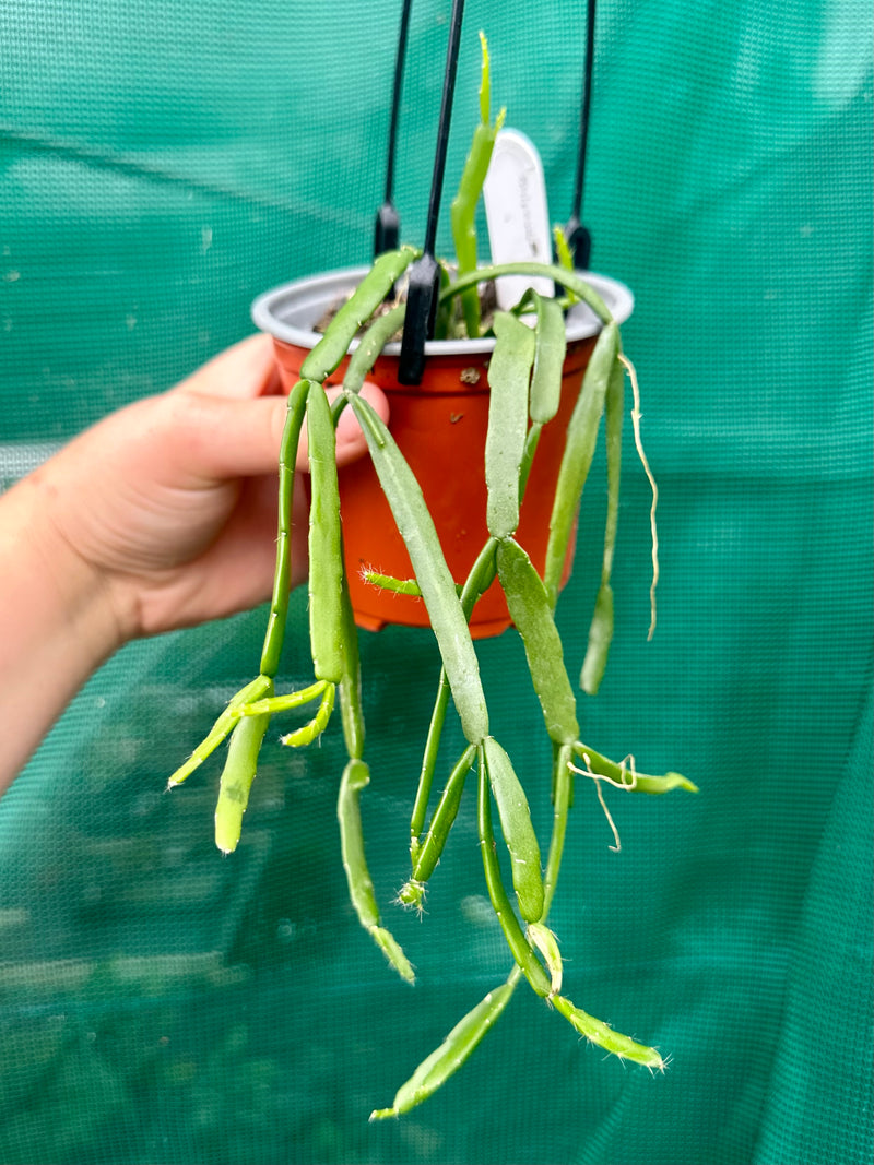 Rhipsalis Micrantha