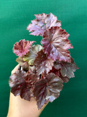 Begonia ‘Fluro Pink’