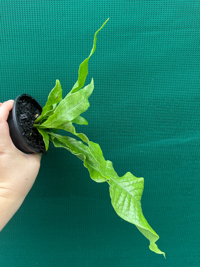 Microsorum musifolium ‘Crocodyllus’ NEW