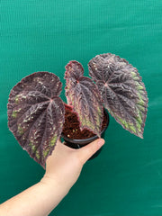 Begonia ‘Ace of Spades’