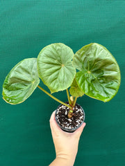 Begonia nelumbiifolia NEW