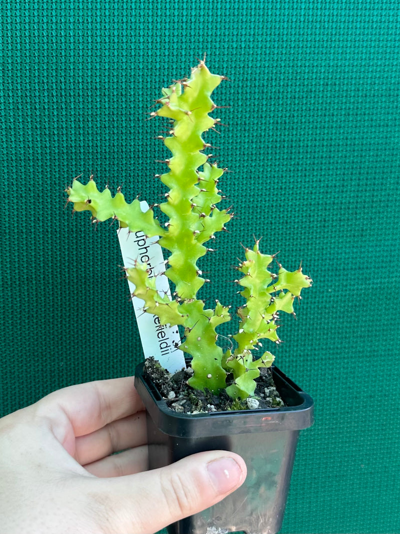 Euphorbia wakefielii NEW