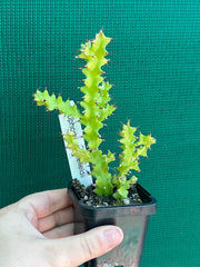 Euphorbia wakefielii NEW