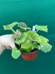 Begonia ‘Chieftan Lad' NEW