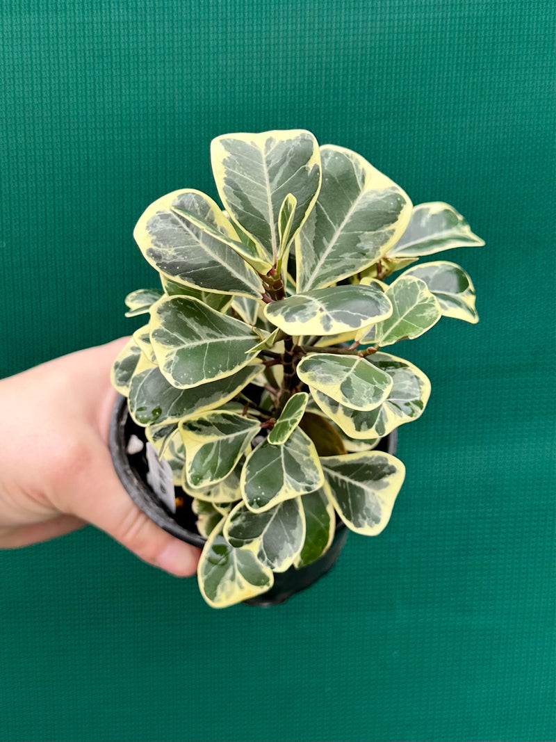 Ficus albo