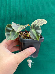 Begonia ‘Cleopatrae’