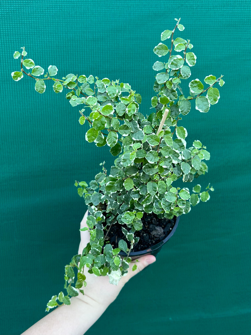 Ficus ‘Pumila Variegata’