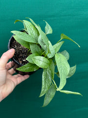 Epipremnum Pinnatum Cebu Blue