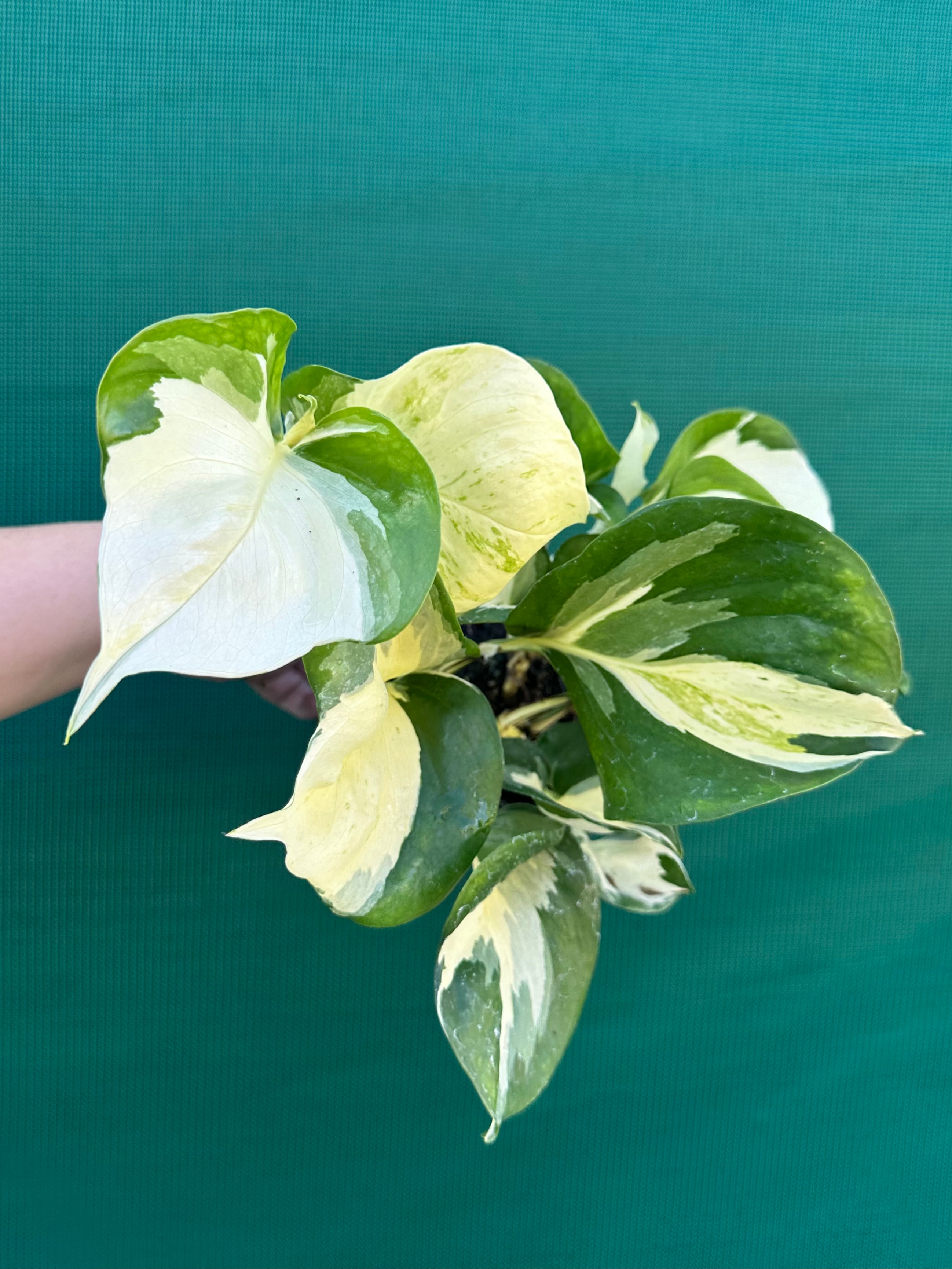 philodendron manjula Epipremnum Aureum 'Manjula