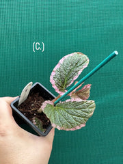 Begonia fulvovillosa (U012) NEW
