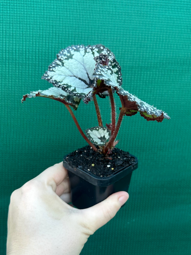 Begonia ‘Dolce Vita’ NEW