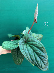 Anthurium luxurians x radicans