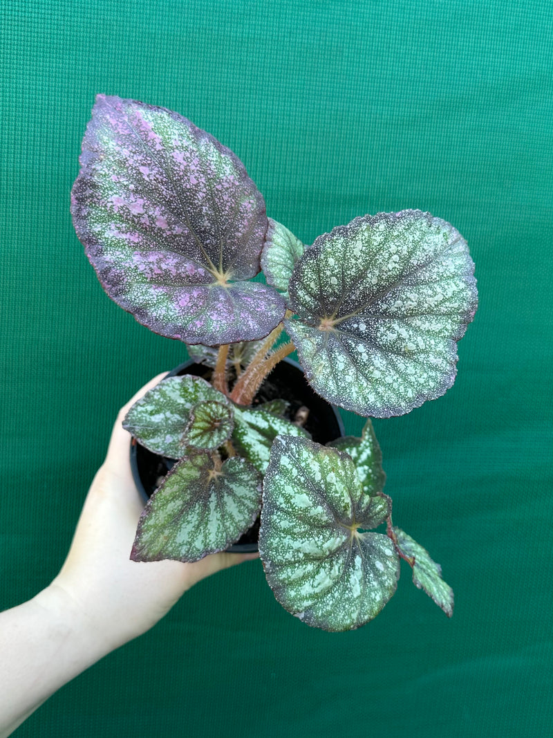 Begonia ‘Fairy Mist’ NEW