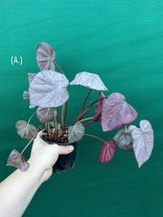 Begonia ‘Harmony’s Stormy Sunset’ NEW