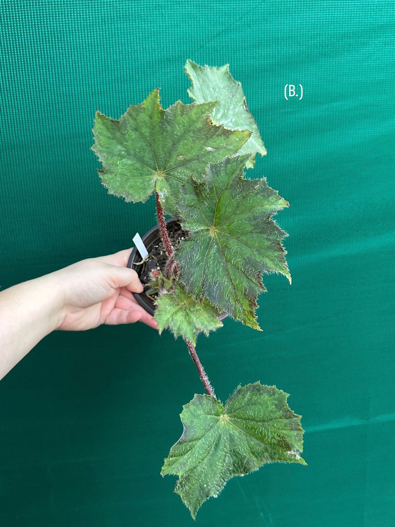 Begonia ‘Brush Strokes’