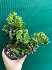 Euphorbia Lactea f. cristata NEW
