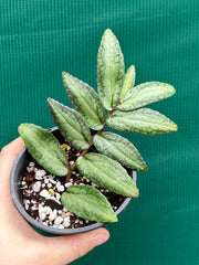 Pellionia