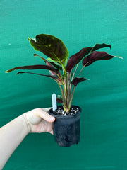 Calathea ‘Ornata’
