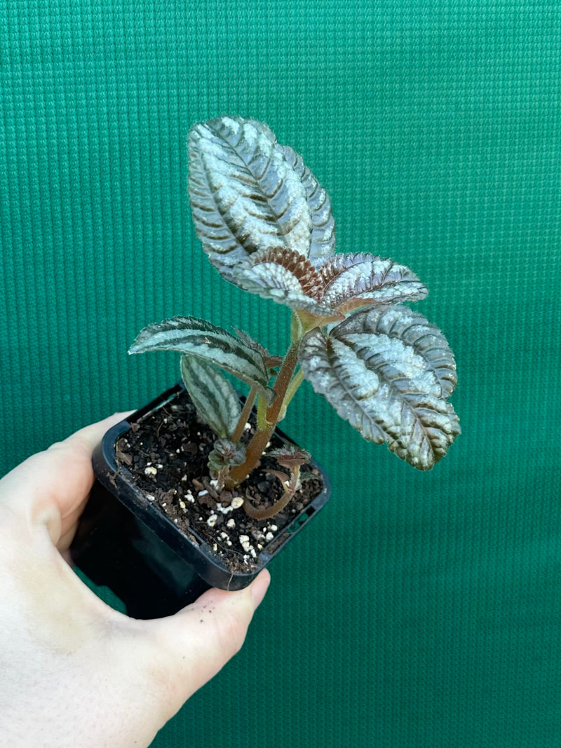 Pilea involucrata ‘Norfolk’