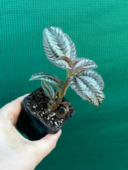Pilea involucrata ‘Norfolk’