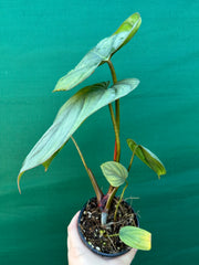 Philodendron ‘El Guapo’ NEW