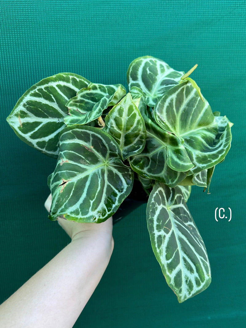 Anthurium crystallinum hybrid NEW