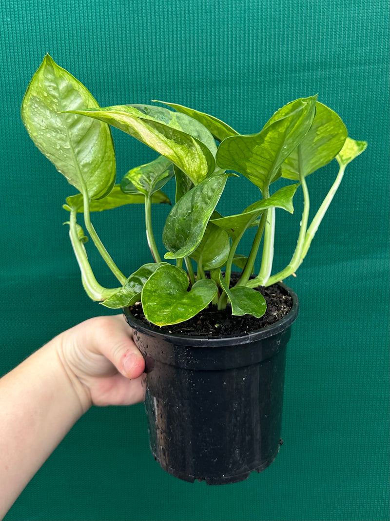 Pothos 'Green Queen’