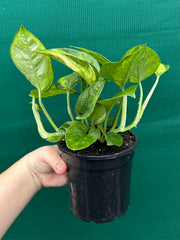 Pothos 'Green Queen’