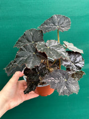 Begonia ‘Shilo’