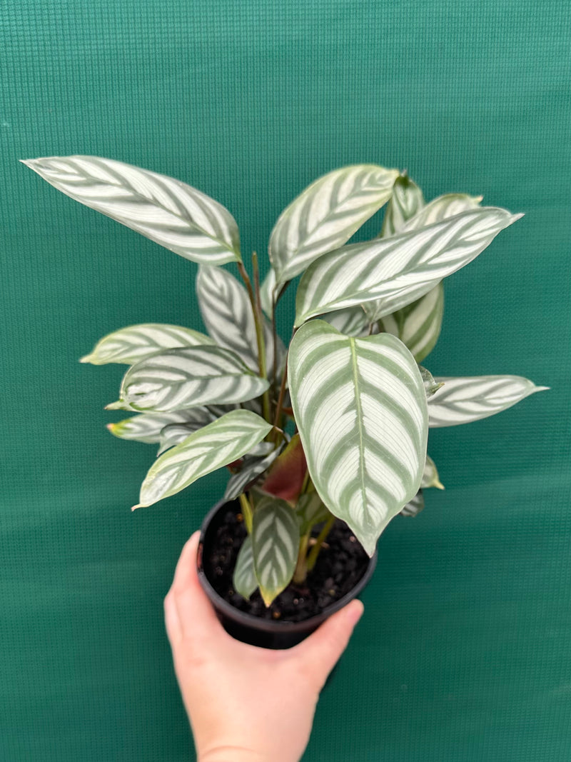 Ctnenanthe oppenheimiana