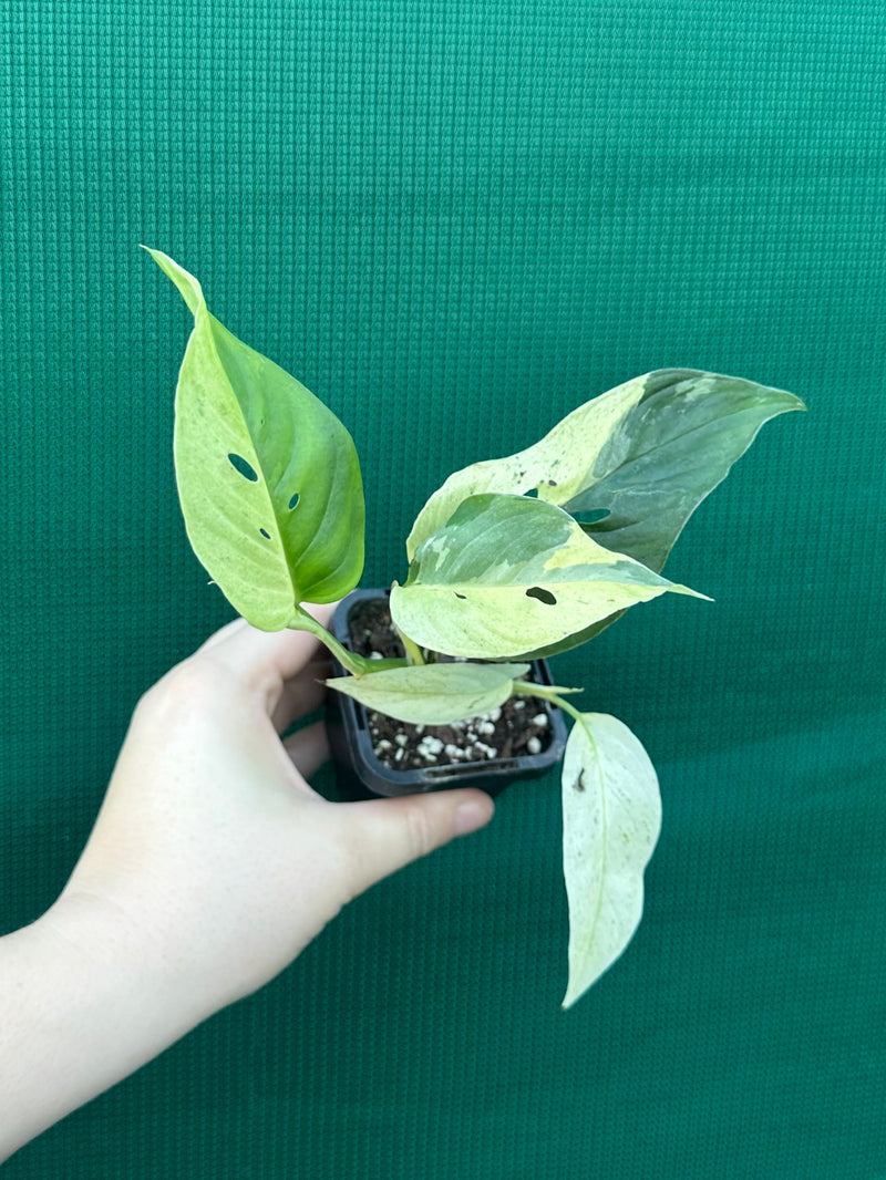 Monstera ‘Laniata      Variegata Mint’