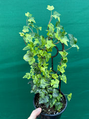 Hedera Ivy ‘Stardust’