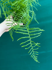 Pteris Fern Unknown 2