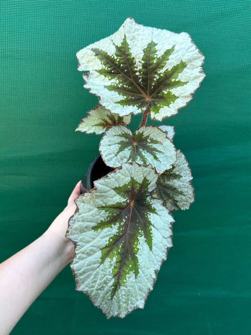 Begonia ‘Silver Anniversary’