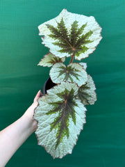 Begonia ‘Silver Anniversary’
