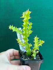 Euphorbia wakefielii NEW